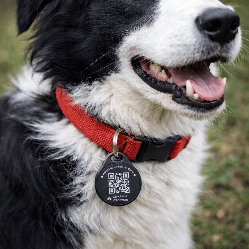 Adresówka na border collie